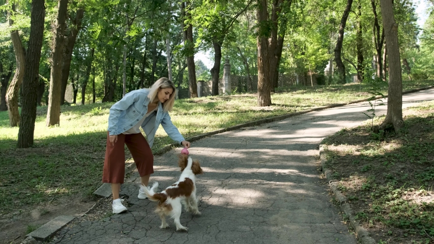 Girl Playing Her Cavalier Dog During Stock Footage Video 100 Royalty   1 