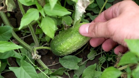 A man's hand is touching a young cucumber in the garden bed. Healthy organic food.