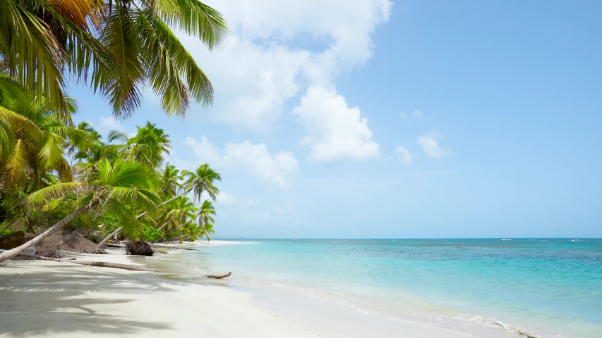 Wild tropical palms island beach. Pristine  
coral sand palm trees beach and crystal clean turquoise seawater. Summer on paradise sunny sea beach landscape.