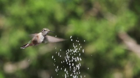 Young Broad-Tailed Hummingbird Playing in fountain spray. 5X Slow Motion.