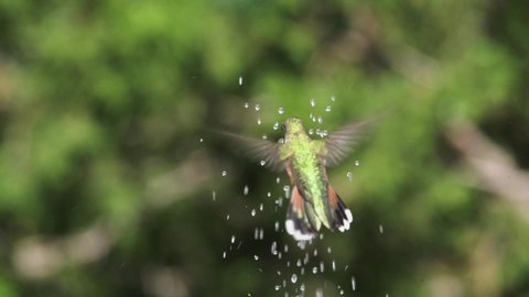Young Broad-Tailed Hummingbird Playing in fountain spray. 5X Slow Motion.