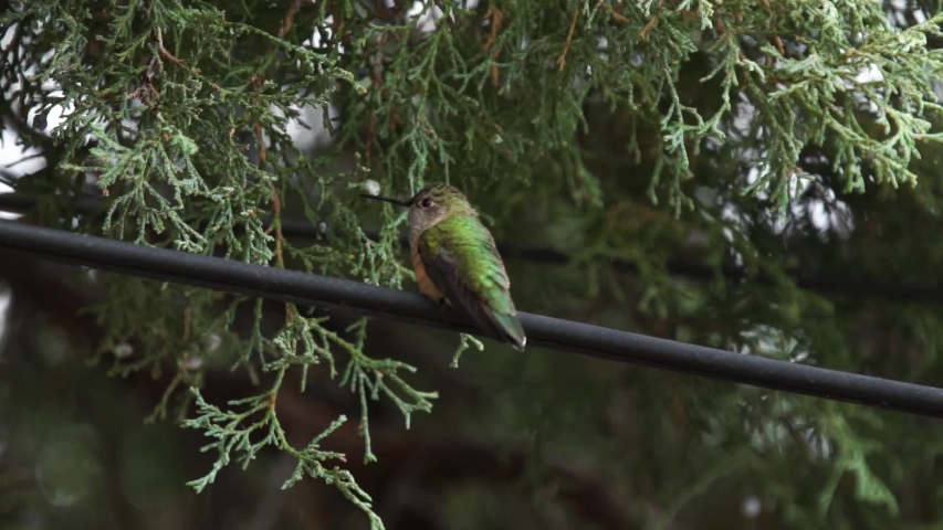 Broad-Tailed Hummingbird Takes Off & Flies At Camera. 5X Slow Motion.