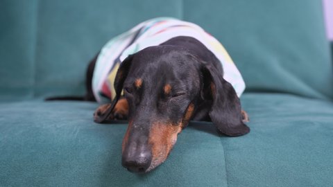 Sad tired dachshund in striped multi-colored t-shirt lies on cozy couch after hard day. Rehabilitation of dog after illness. Owner strokes his beloved obedient pet.