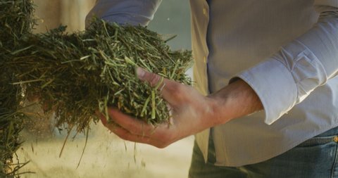 Close up shot of an young successful man farmer is controlling with his hands at the moment harvested biologic mulched alfalfa plant. Concept: silage, green manure, environment, livestock fodder