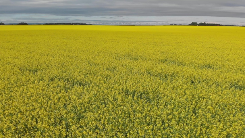Drone flying close to a vast field of bright yellow canola farm fields in a very flat prairie setting 
