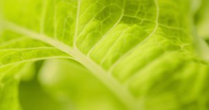 4k closeup footage green lettuce of cabbage leaves. Concept of healthy nutrition and organic food. Perfect background for vegetarian or vegan