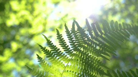 MACRO, LENS FLARE, DOF: Bright spring sun rays shine on a fern plant swaying deep in the dense woods of Logar Valley. Lush green fern sways in the wind blowing through the serene forest in Slovenia.