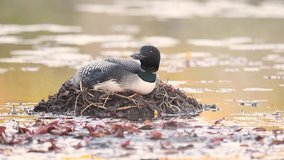 A common loon nesting video clip in 4k