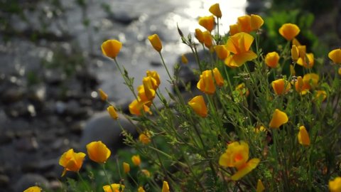 California poppies sway in the late afternoon breeze as the San Juan Creek flows past.