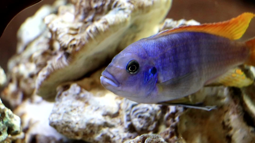 An exotic blue fish swims in a large aquarium. | Shutterstock HD Video #1056196400