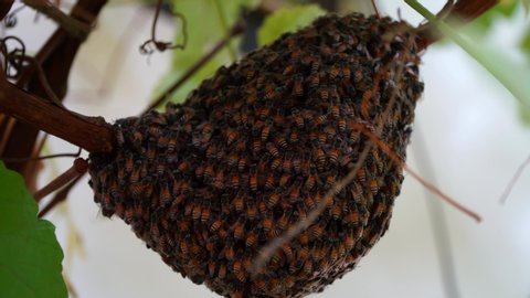 big honey comb bee hanging on tree branch, bee hive, Honeycomb in the forest, 4k footage