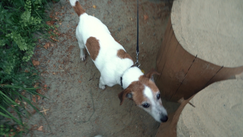 Happy little girls playing with cute Jack Russell Terrier dog on sandy playground in summer day