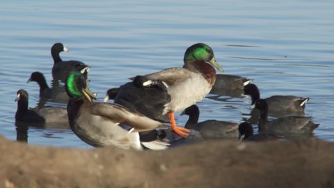Ducks Birds Mallard - Northern pintail Duck - Goose Geese Swimming on White Rock Lake Dallas Texas