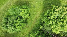 A wonderful summer landscape, aerial video filming with a view of the edge of a coniferous forest and a hayfield, the village of Varzi-Yatchi, Udmurtia, Russia. Summer and nature of Russia.