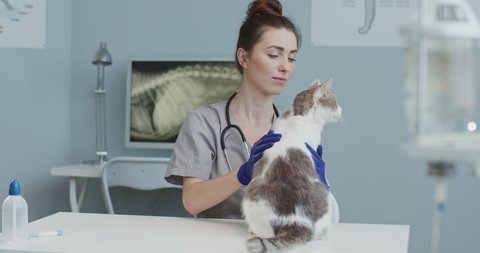 Close up of veterinarian doctor in medical gloves examine cats ears health in clinic. Woman strokes pet and calms down on veterinary examination table. Concept pets care, veterinary, healthy animals.