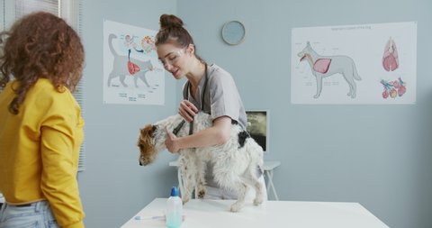 Owner of dog, beautiful curly girl in yellow sweater, brought pet to doctor's appointment at veterinary clinic. Dog stands on examination table while female vet in form with statoscope examines it.