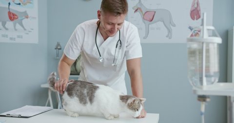 Middle plan of happy cat at veterinarian's appointment standing on examination table and sniffing. Male veterinarian stroking and calming cat. Concept of pets care, veterinary.