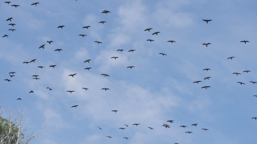 flock geese flying imperfect formation slow Stock Footage Video (100% ...