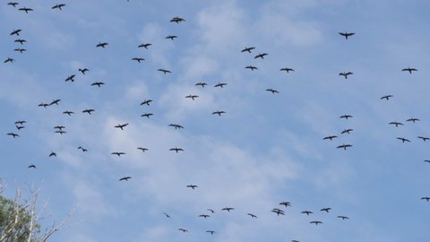 Flock of  geese flying in an imperfect formation. Slow motion.  Birds Geese flying in formation, Blue sky background. Migrating Greater birds flying in Formation . Big Flock of birds.