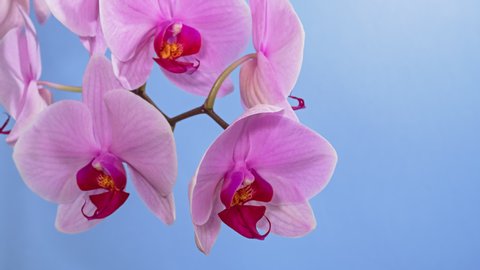Macro time lapse orchid flower opening on blue background