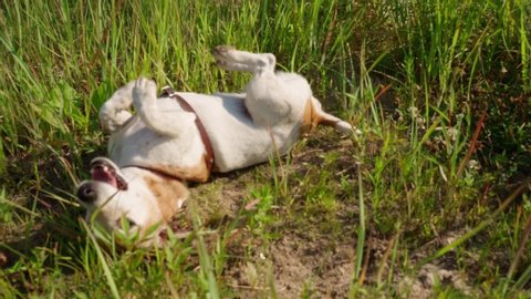 Active Enjoying happy life small cute dog Jack Russell terrier tumbling in grass. Adorable funny pet having fun outdoors. rolls over and sways on back. leather collar.  Slow motion video footage. 
