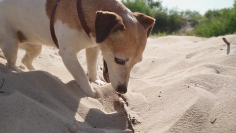 Active funny dog playing with wooden stick in sand. Jack Russell terrier enjoying summer time games outdoors. shaking head. Summer summer daylight. Adorable cute pet theme. Slow motion video footage. 