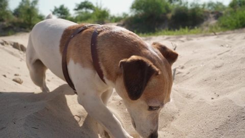 Adorable digging sand funny busy  dog Jack Russell terrier. Playing with wood stick. Enjoying active games outdoors small pet.  Slow motion video footage.  Sunny summer day walk with pup.  excavating 