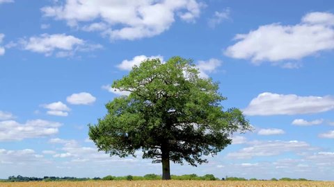 Time lapse of a solitary Oak tree in a field of ripe wheat, with a blue sky and moving fluffy white clouds. Hertfordshire. England. UK