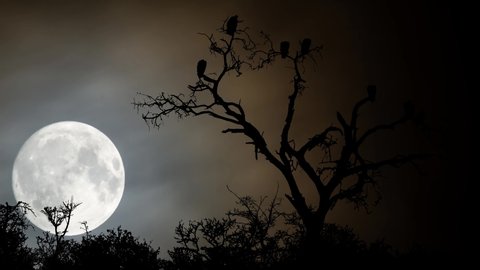 Silhouette of Dead Tree With Vultures, Time Lapse by Night with Big Full Moon