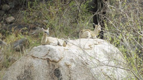Klipspringers resting on a rocky cliff in Kruger National Park, South Africa - 4k
