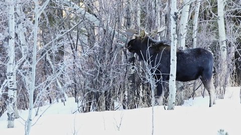 Canadian Moose Standing On The Snow In Cypress Hills Provincial Park During WInter In Saskatchewan, Canada. -wide shot