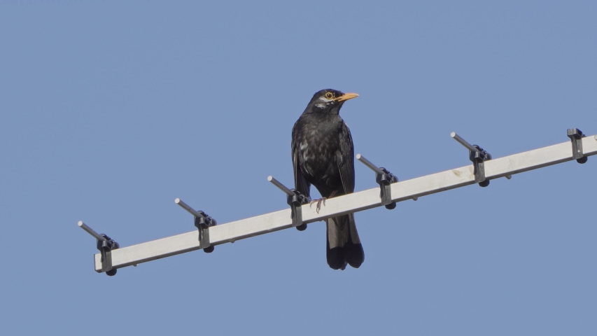 Blackbird (Turdus merula) sings while sitting on TV antenna, low angle, 4k shot