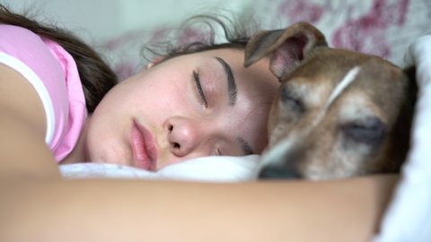 young woman sleeps on large bed and hugs little brown white dog with opened eyes in bedroom at home close view