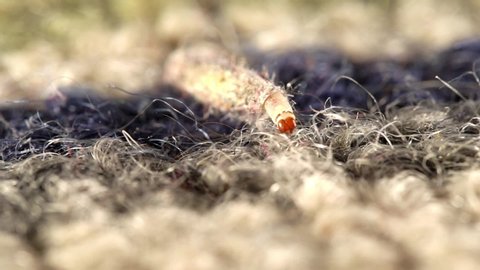 Macro view of a case-bearing moth larva dragging itself across a wool carpet