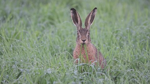 Brown hare search feed in the wet meadow, summer, (lepus capensis), germany