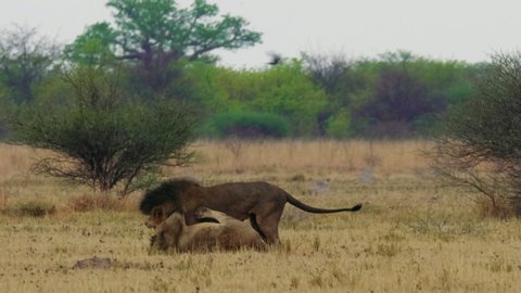 African Lions Fighting On The Grass Field In Botswana, South Africa. - wide shot