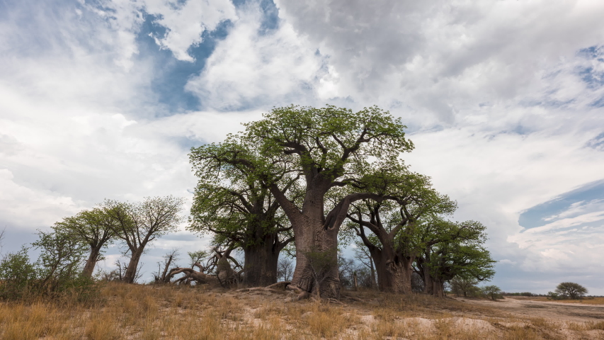 White Clouds Rolling Over The Baines Baobabs In Nxai Pan At Makgadikgadi Pan, Botswana. - timelapse Royalty-Free Stock Footage #1056231770