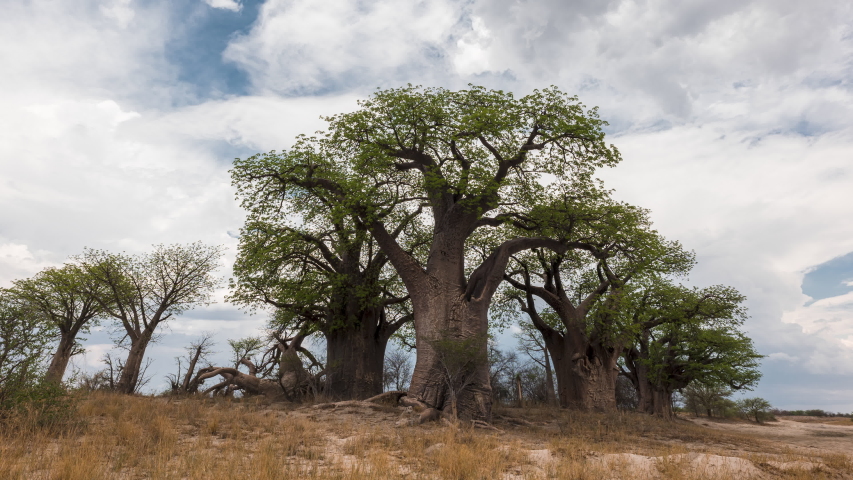Beautiful Sky Over The Baines Baobabs At Daytime In Nxai Pan, Makgadikgadi Pan, Botswana. - low angle timelapse -zoom out Royalty-Free Stock Footage #1056231788