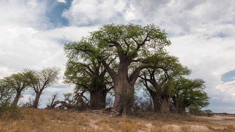 Beautiful Sky Over The Baines Baobabs At Daytime In Nxai Pan, Makgadikgadi Pan, Botswana. - low angle timelapse -zoom out
