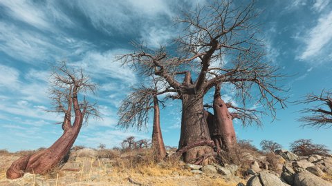 Leafless Baobab Trees Under Blue Sky With White Wispy Clouds In Kubu Island In Makgadikgadi Pan Of Botswana - Time Lapse