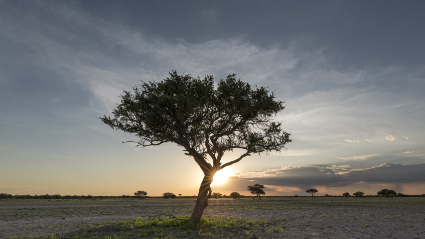 Silhouette Of Tree In The Kalahari Desert With Lovely Sunset On The Background In South Africa. - timelapse