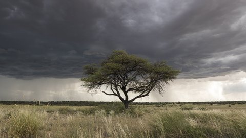 Lone Tree On Kalahari Plain Under A Rainstorm With Rolling Dark Clouds In Botswana - Time Lapse (Zoom In)