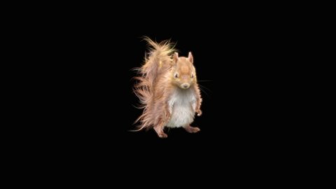 squirrel Dance CG fur, 3d rendering, animal realistic CGI VFX, composition 3d mapping, cartoon, Included in the end of the clip with Alpha matte.