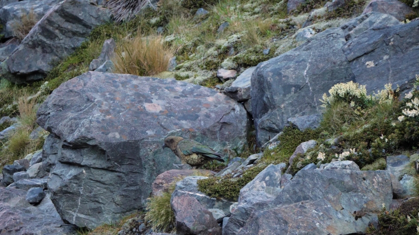 Slow motion shot of rare Kea alpine parrot running on rocks in Mount Cook National Park in the South Island of New Zealand