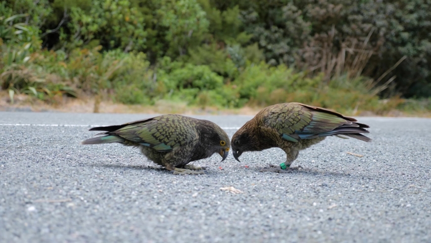 Two beautiful Kea alpine parrots eating from road in Mount Cook National Park in the South Island of New Zealand