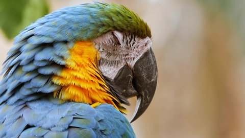 Close up shot of a Blue and yellow Macaw parrot enjoying the good weather