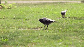 A crow is drinking water from a puddle on green grass in slow motion

