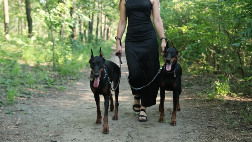 doberman off leash