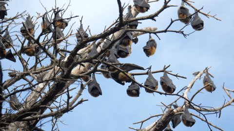 Two Fruit Bats Annoy Each Other While In A Tree, SLOW MOTION