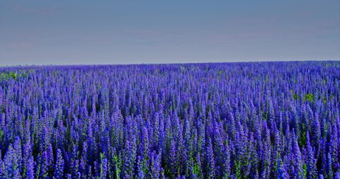 Endless field of blue flowers, a lavender field. Field of blue flowers as seen from a copter. 4k, 10bit, ProRes